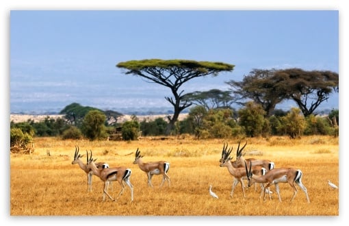 download animals wallpapers for windows 8 download antelopes wallpaper 510x330
