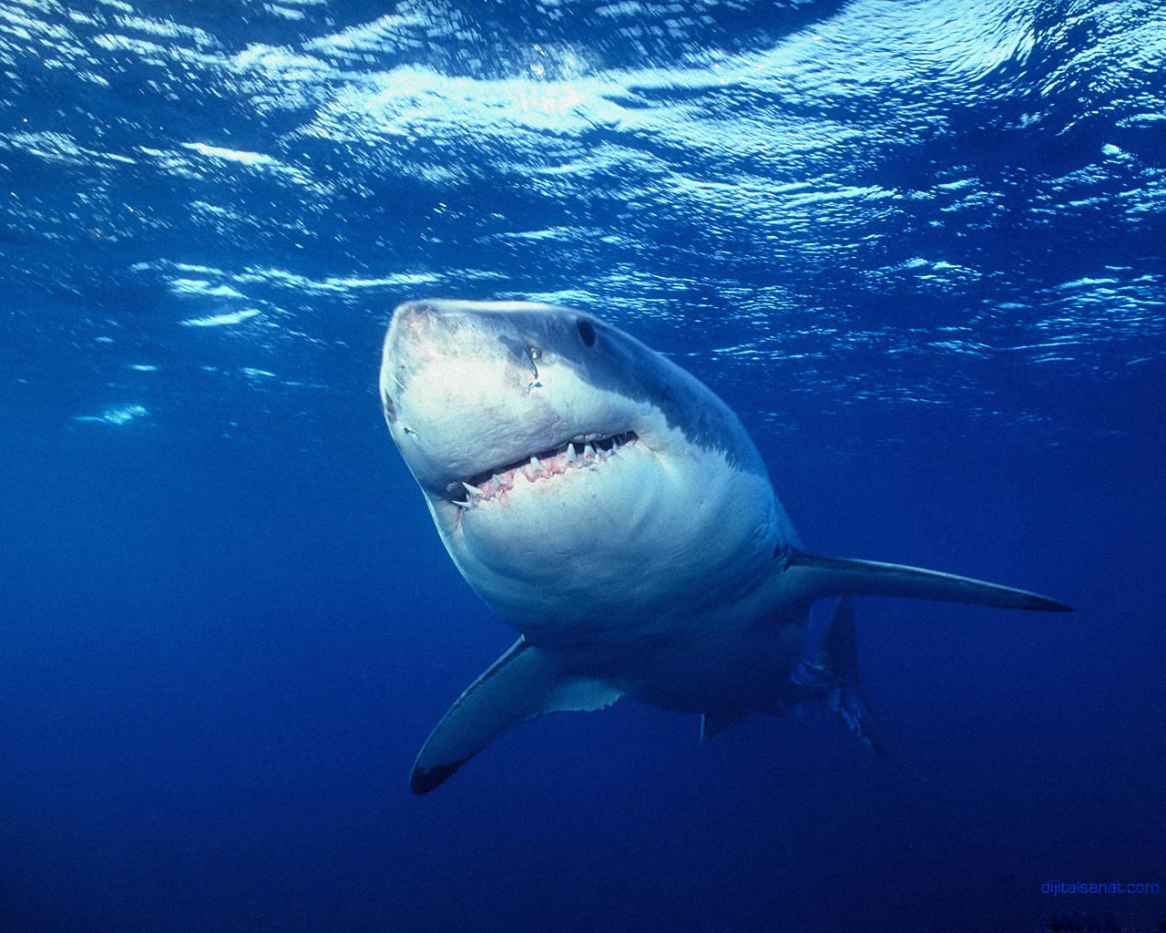 Amazing Great White Shark Facts Photos