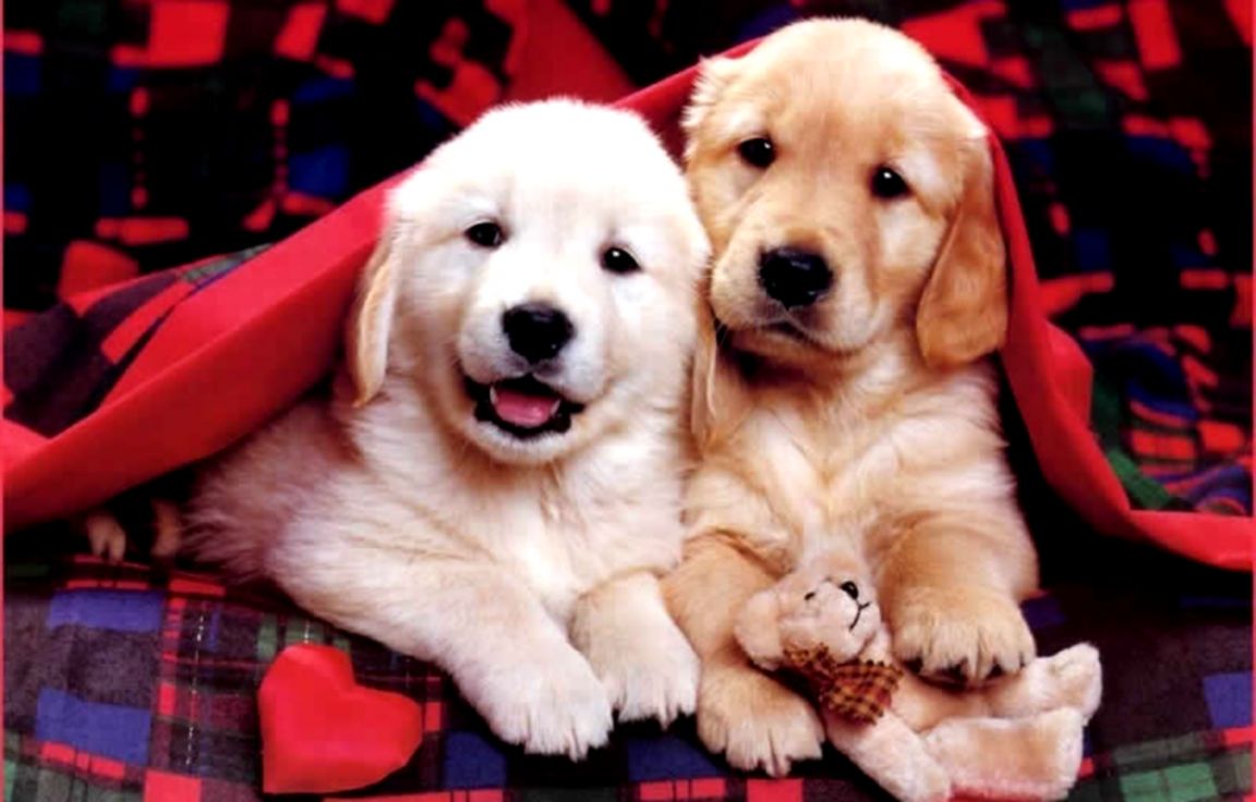 Cute Christmas Puppies Wallpaper Desktop Snipe