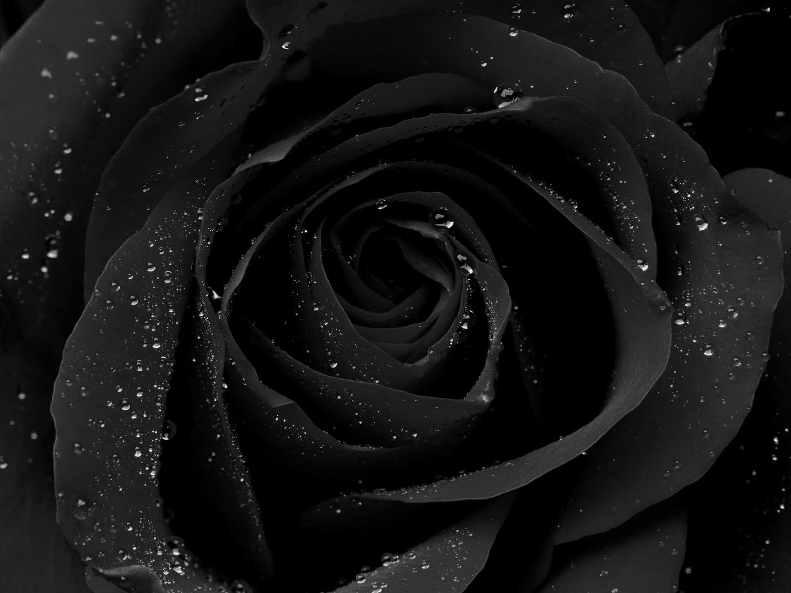 Black Wallpaper HD Roses