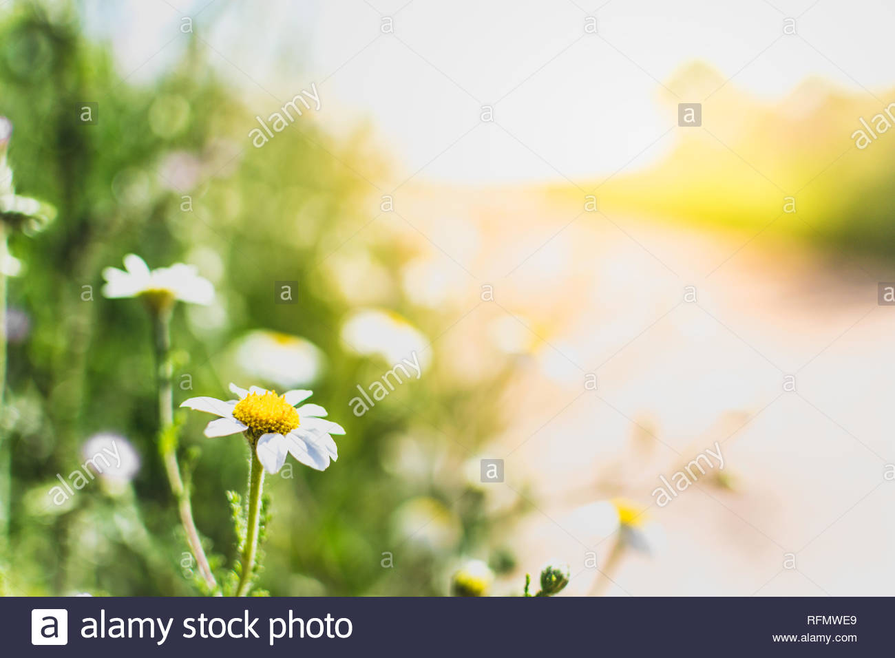 Daisy flowers by a path Springtime background Relaxing