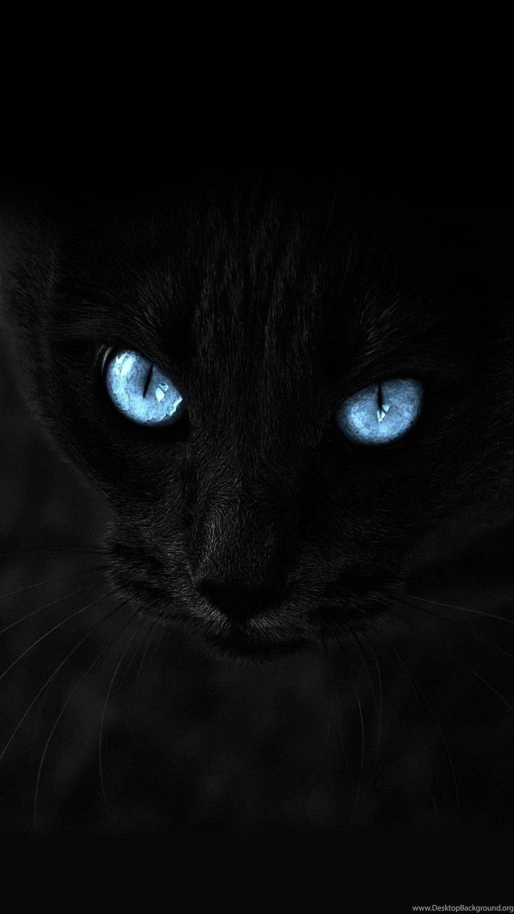 A Majestic Dark Cat With Blue Eyes For Your iPhone