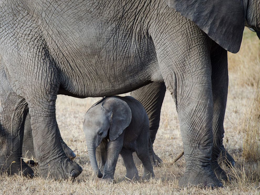 Cute Endangered Elephant Safaris Baby Serengeti Funny Animals