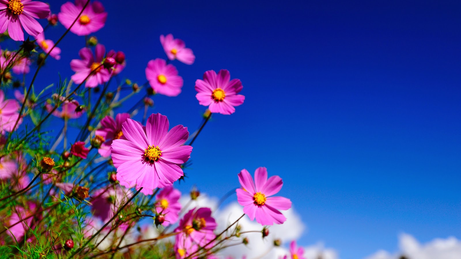 Nice Flowers Wallpaper Desktop Background Full Screen Anaknulp