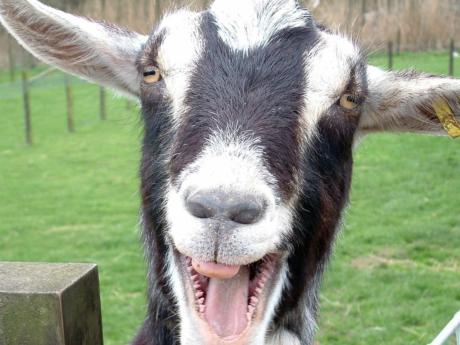 HD Funny Wallpaper For Desktop