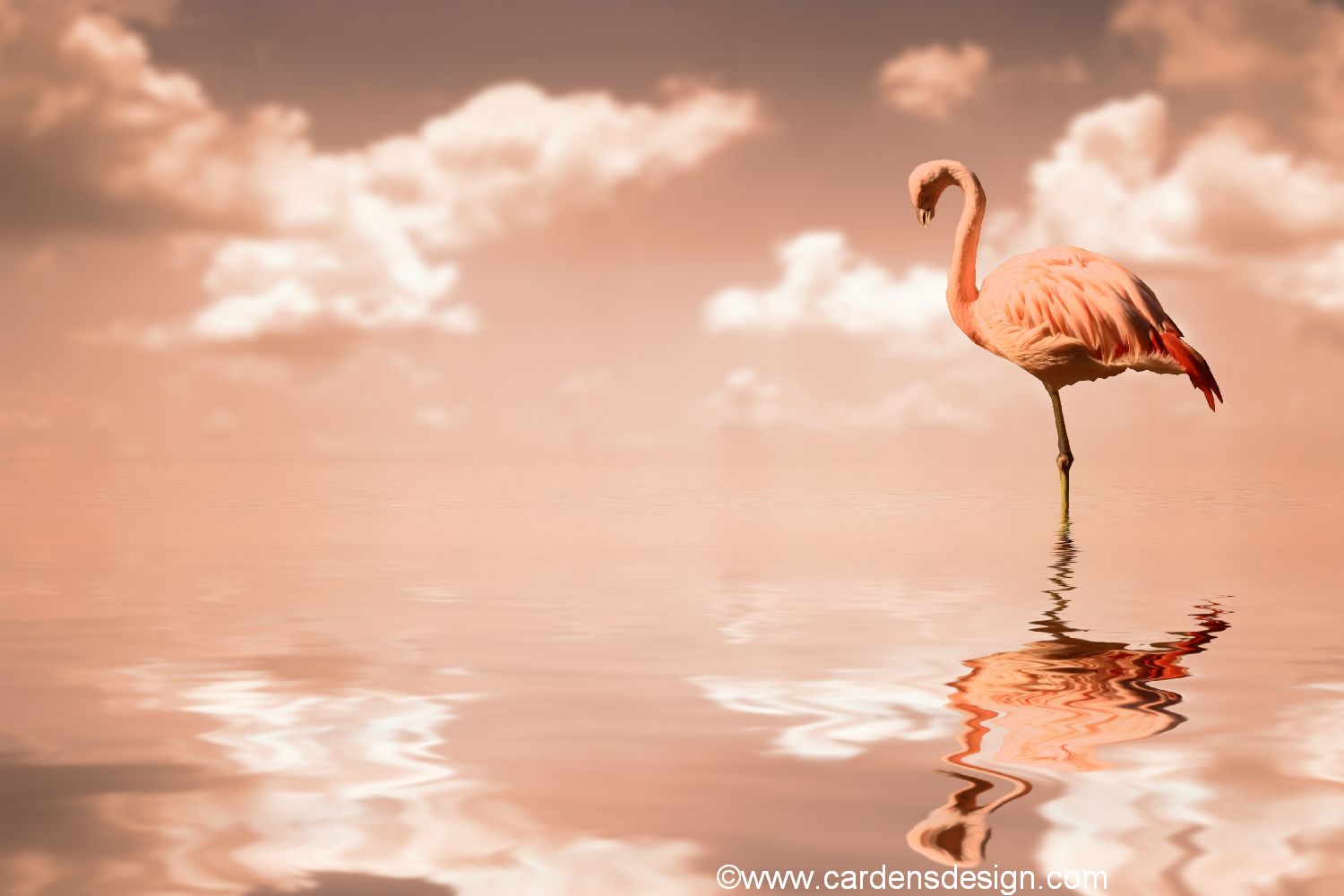 Flamingo Wallpaper My Home