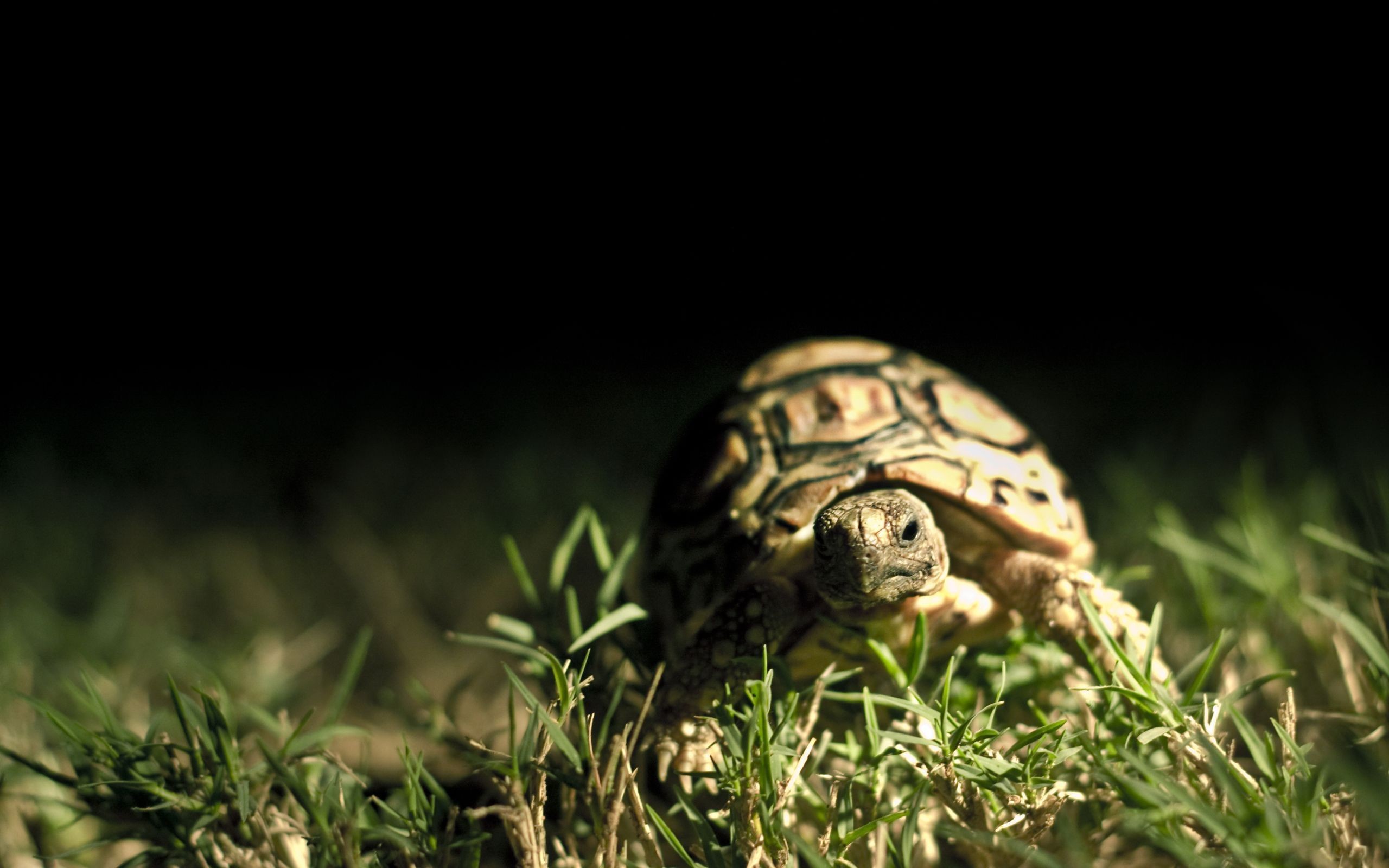 Cute Turtle Wallpaper