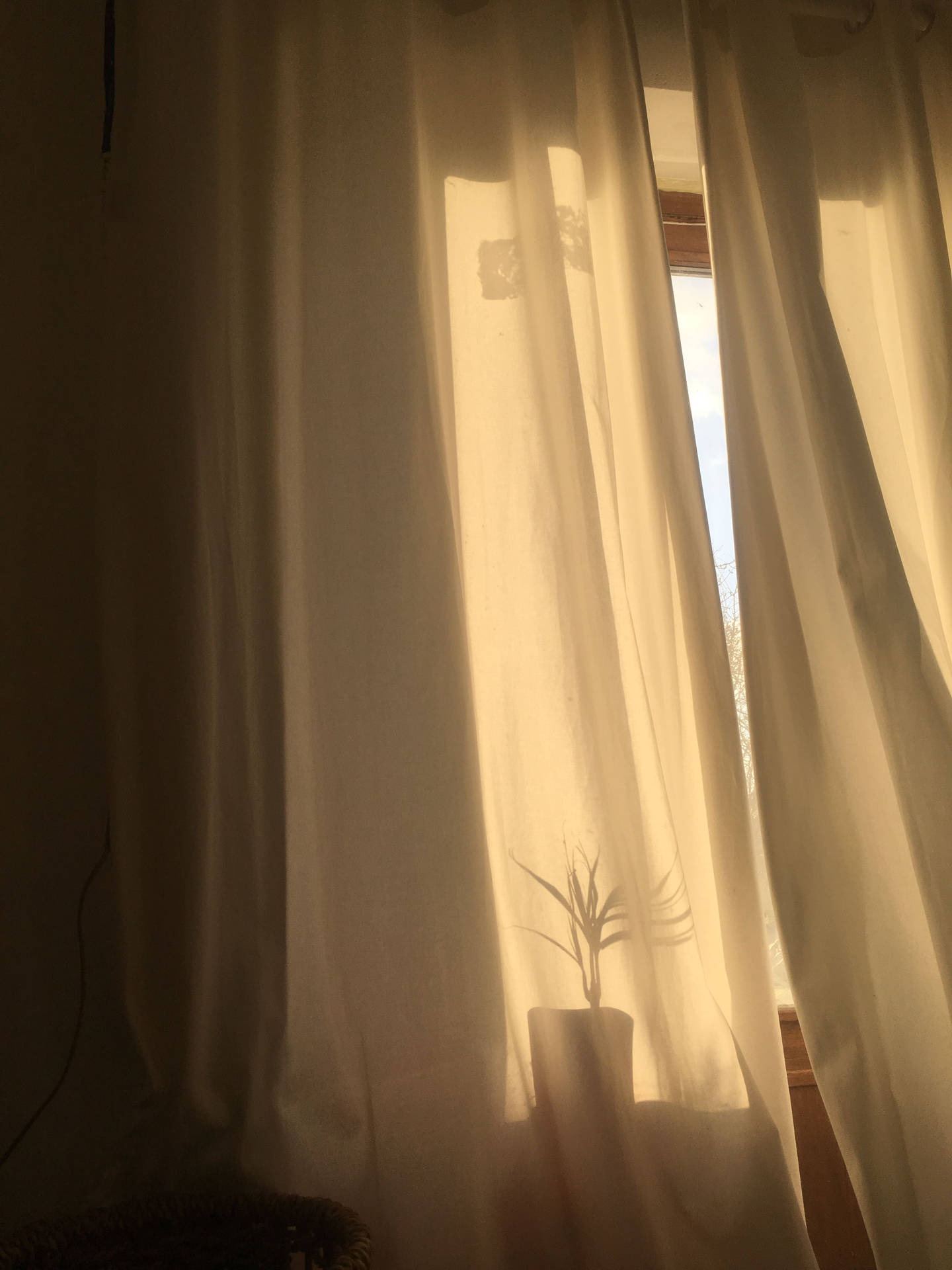 Tan Aesthetic Wallpaper