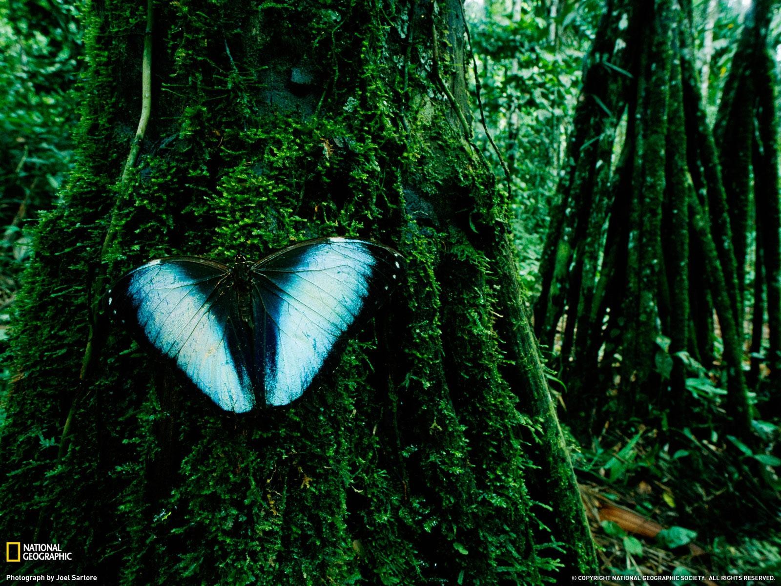 The Rainforest HD Desktop Wallpaper