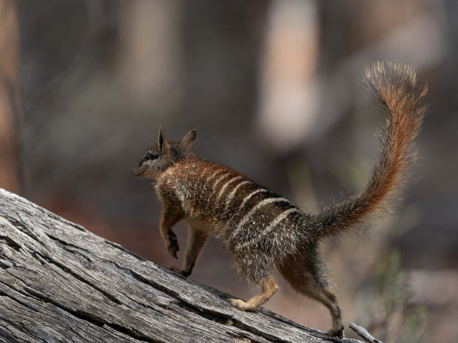 A numbat with distinctive stripes running across its back and a bushy tail walks along a fallen log
