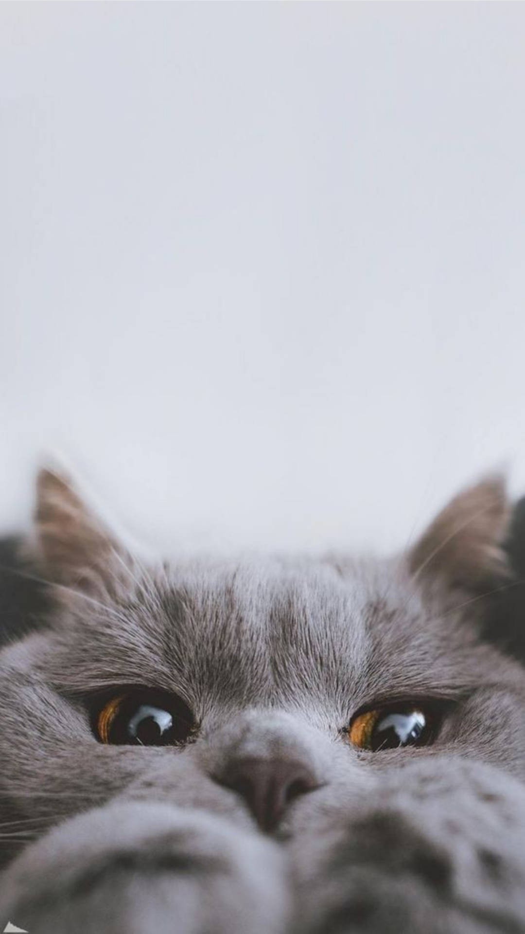 Top Cute Cat Aesthetic Wallpaper Full HD 4k To Use