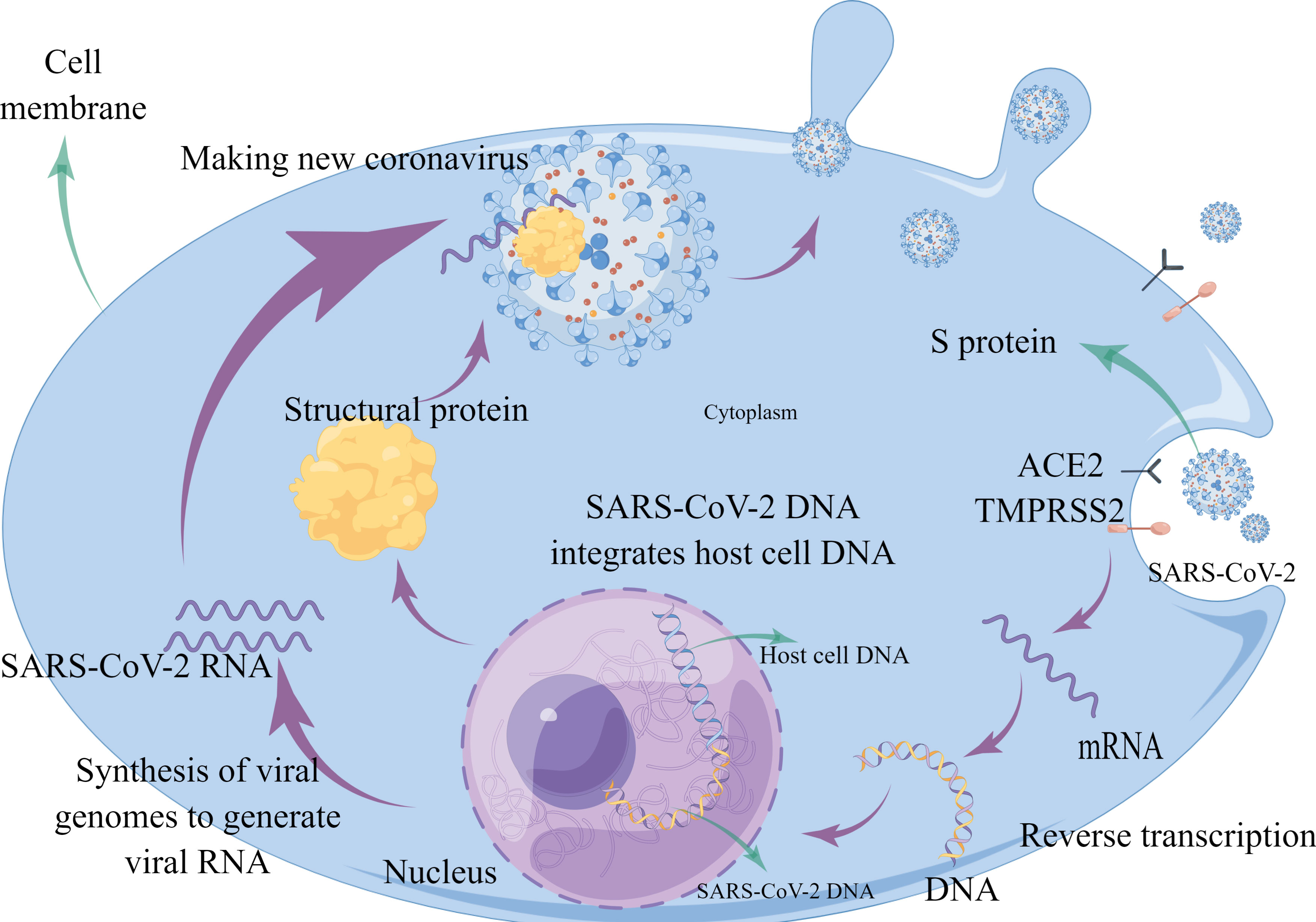 Coronavirus Wallpaper