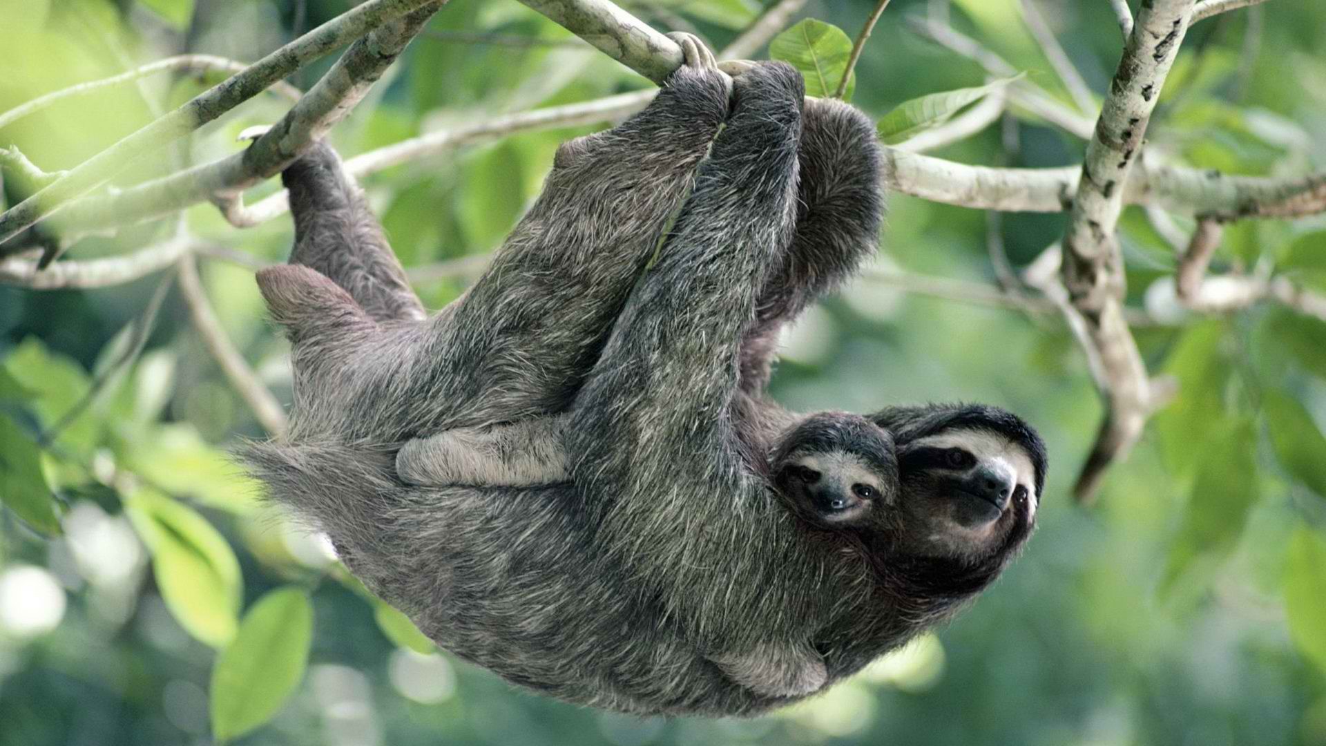 Brown Sloth Wallpaper Panama