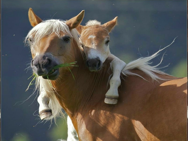 Beautiful Wallpaper Wild Horses