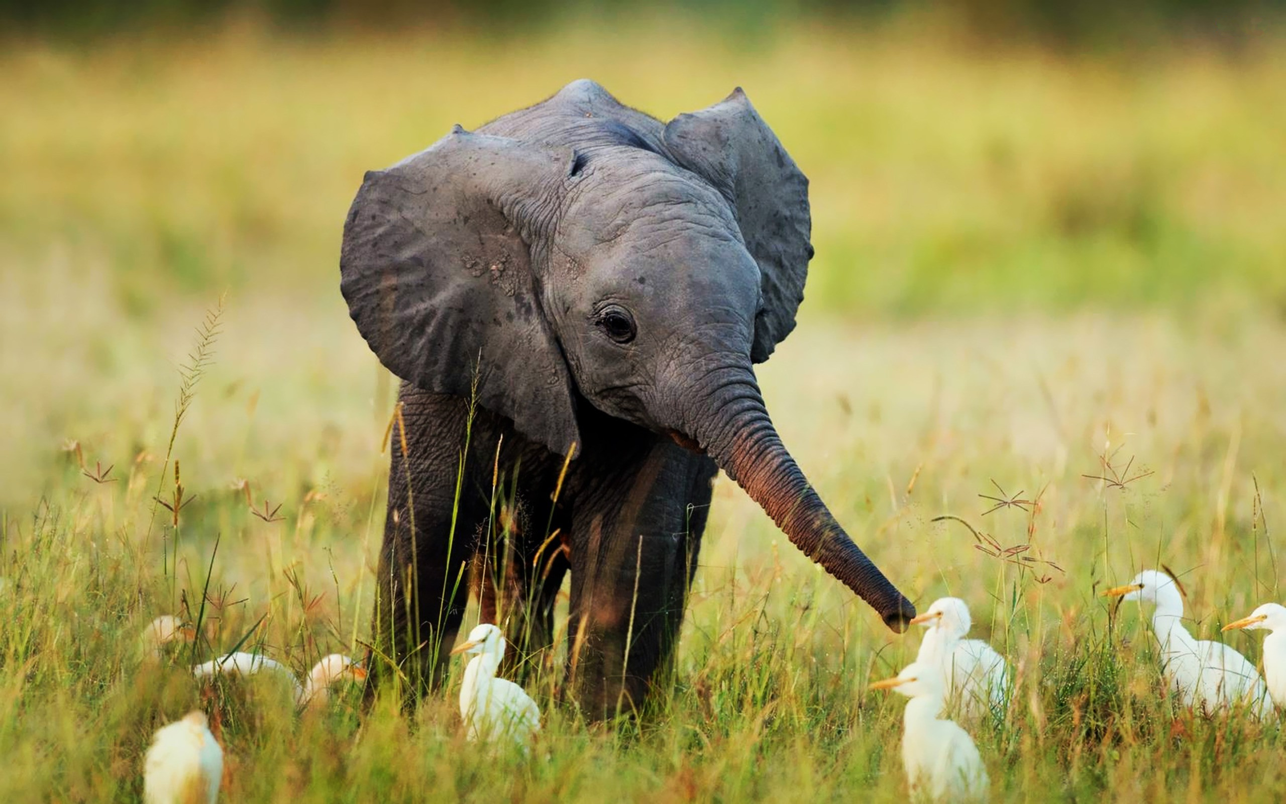 Nature Animals Cute Little Baby Elephant 69582 HD Wallpaper Res