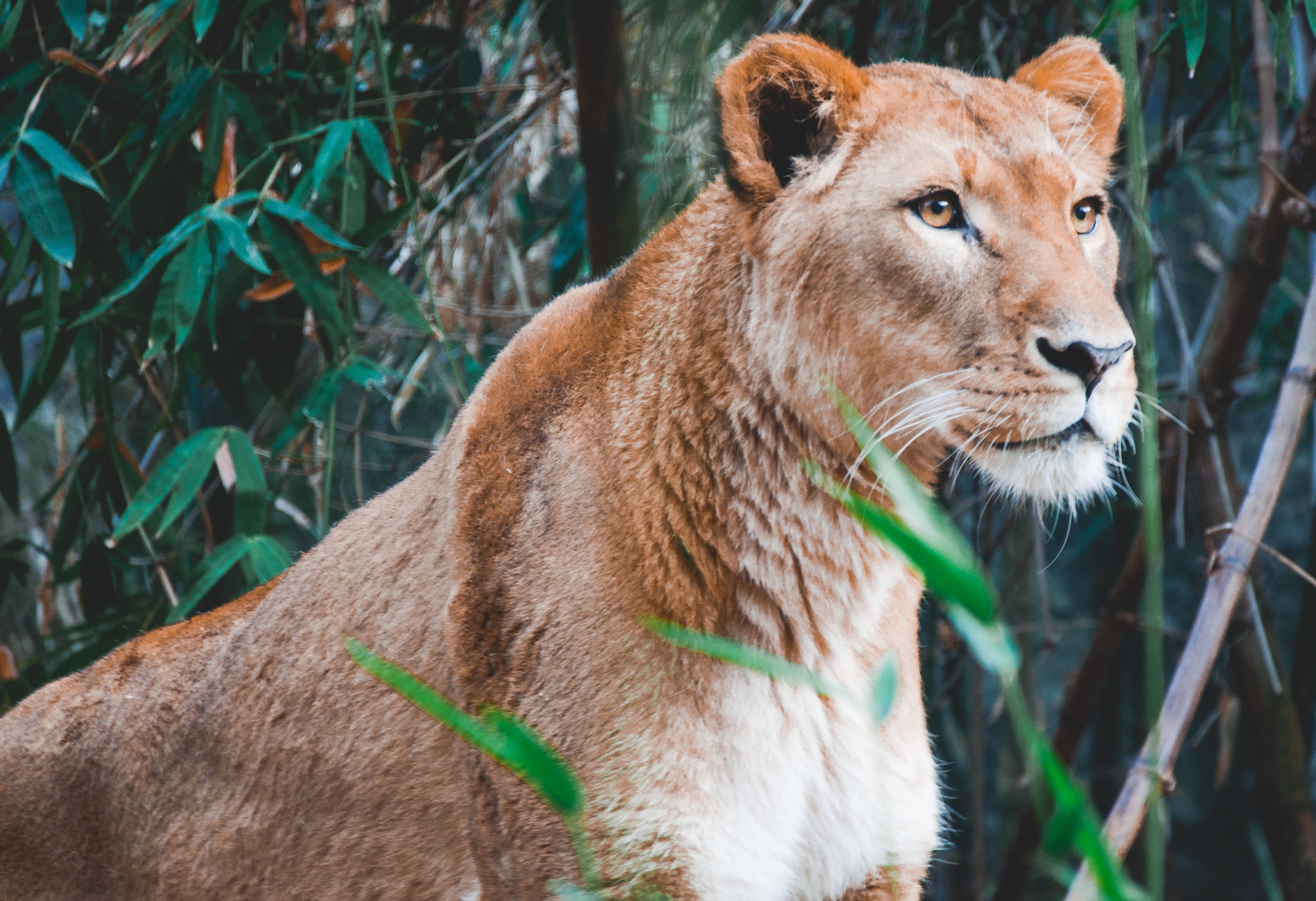 Lioness 4k Beautiful HD Wallpaper