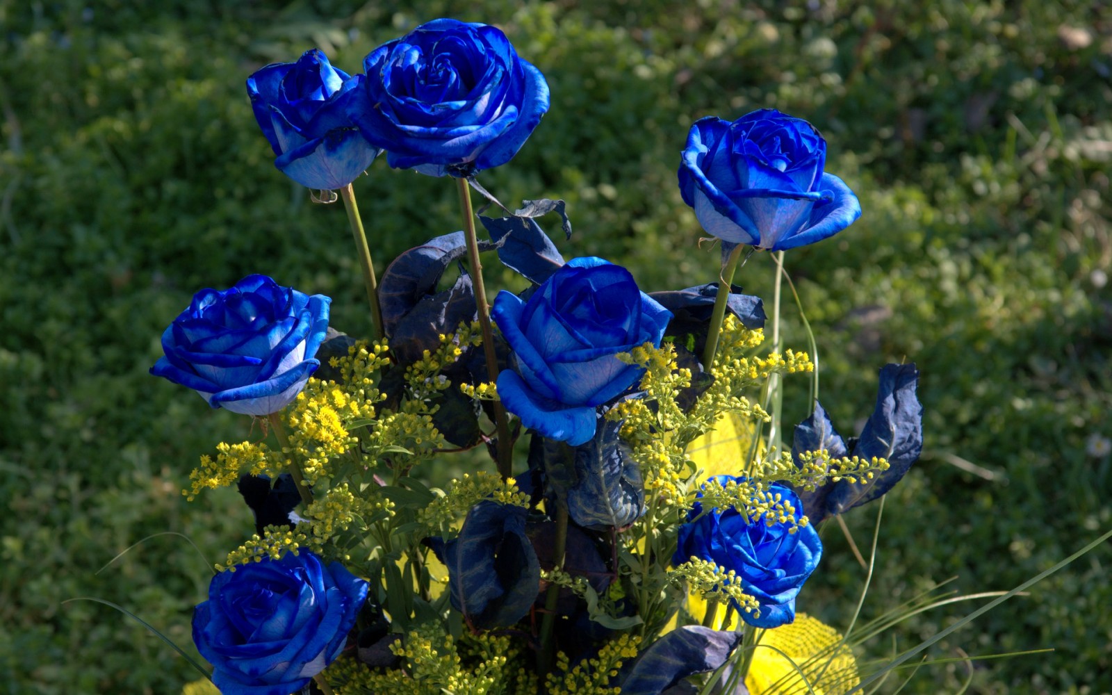 Blue Roses Flowers Pictures HD Wallpaper Of Flower