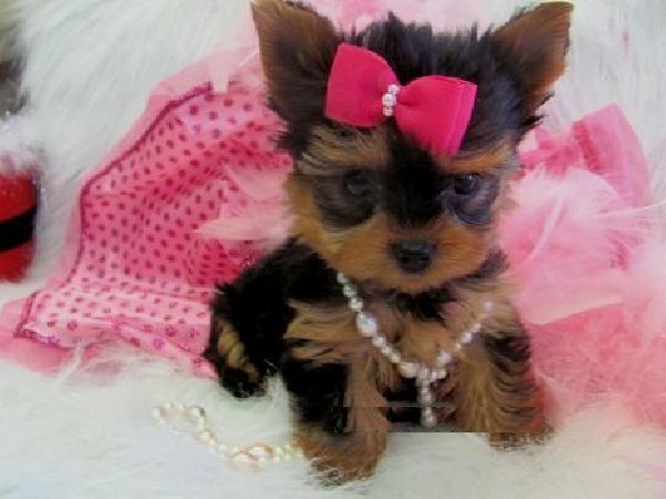 Teacup Yorkie Poo Sale Image Search Results HD Wallpaper Car Pictures