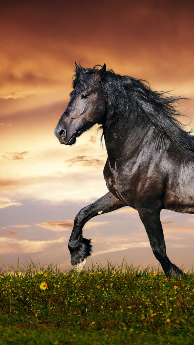 Wallpaper Horse 5k 4k Hooves Mane Galloping Black