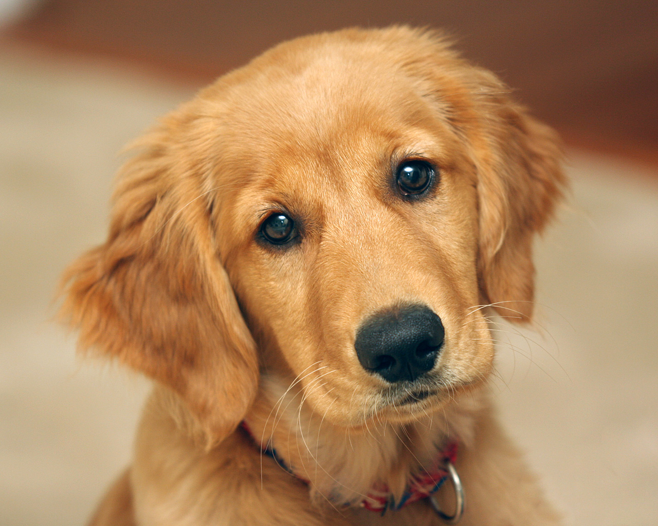 🔥 [49+] Cute Golden Retriever Puppies Wallpaper | Wallpapersafari