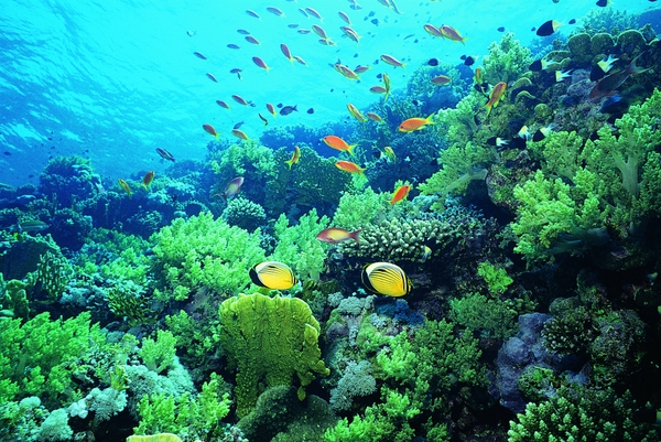Fish Reef Coral Underwater Wallpaper