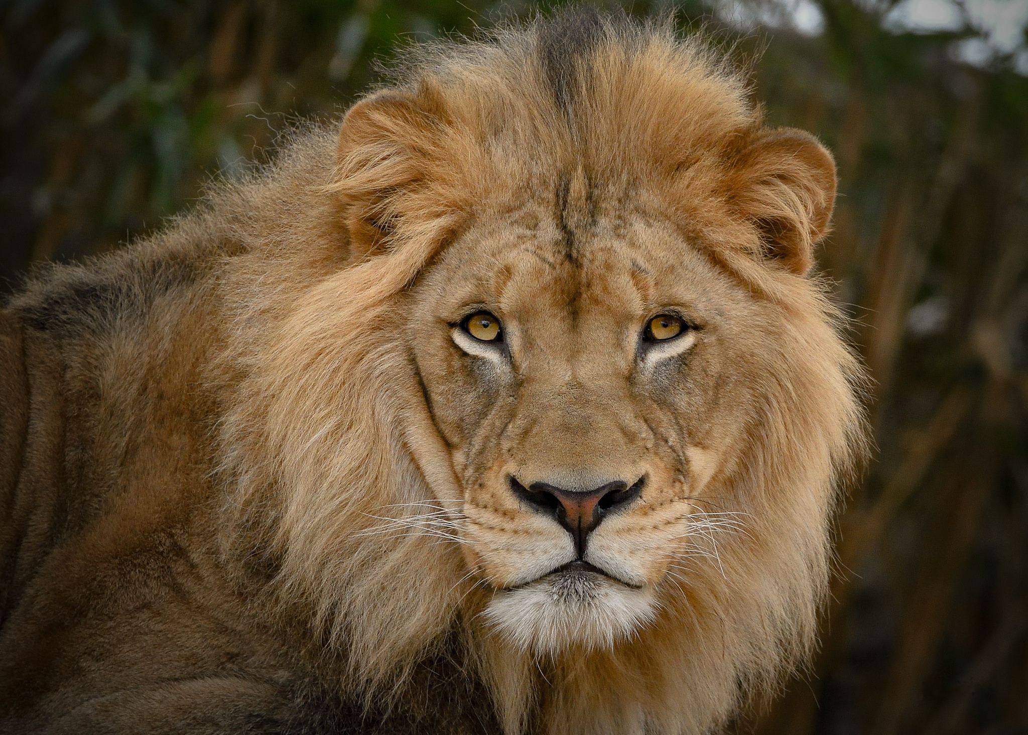 Face Animal Lion HD Wallpaper