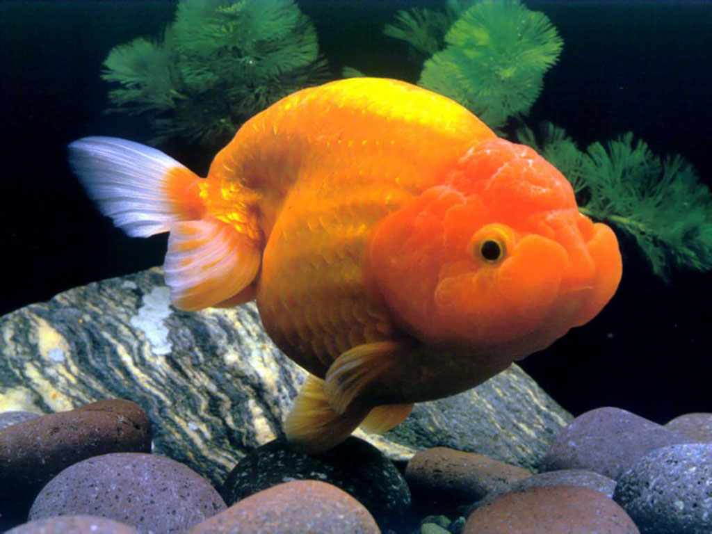 Chinese Goldfish Wallpaper Pet Gold