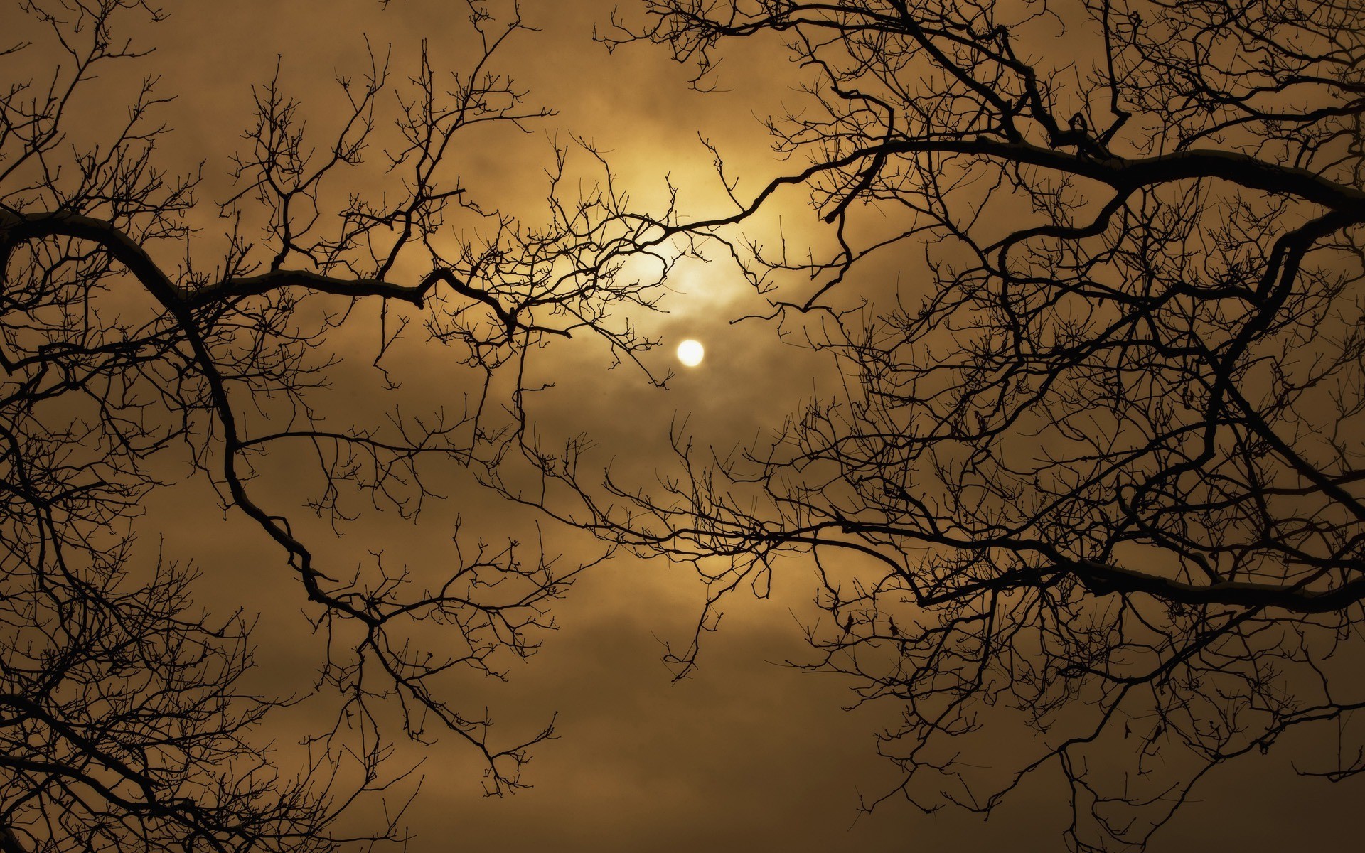 Download Sun rays through tree branches wallpaper