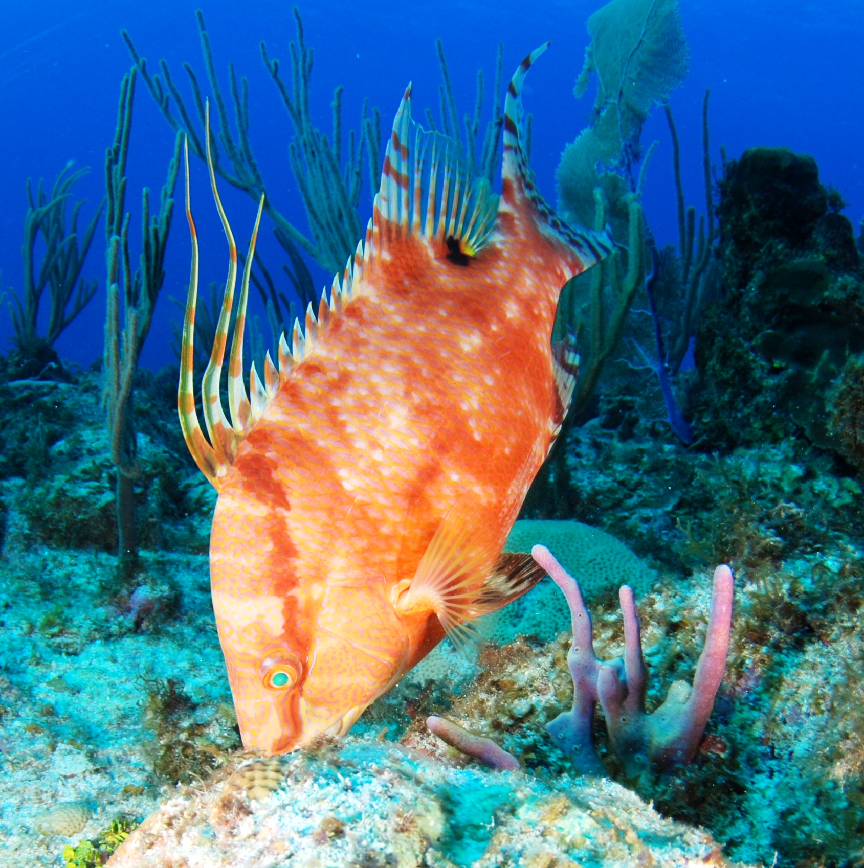File Hogfish Jpg