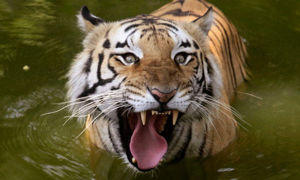Royal Bengal Tiger Face A Cools Off