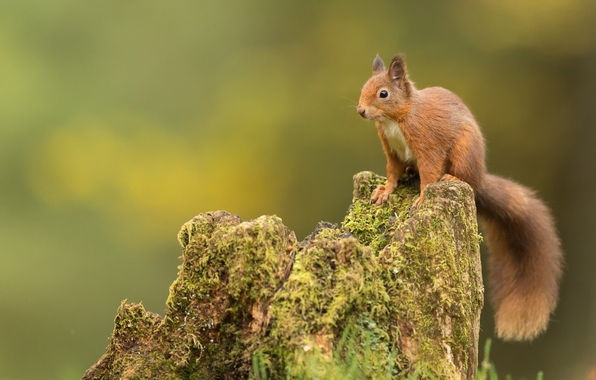Wallpaper Squirrel Ginger Tree Stump Animals