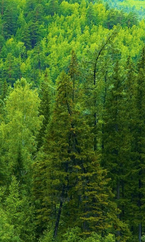 Coniferous Forest HD Live Wallpapers Live wallpapers HD for Android