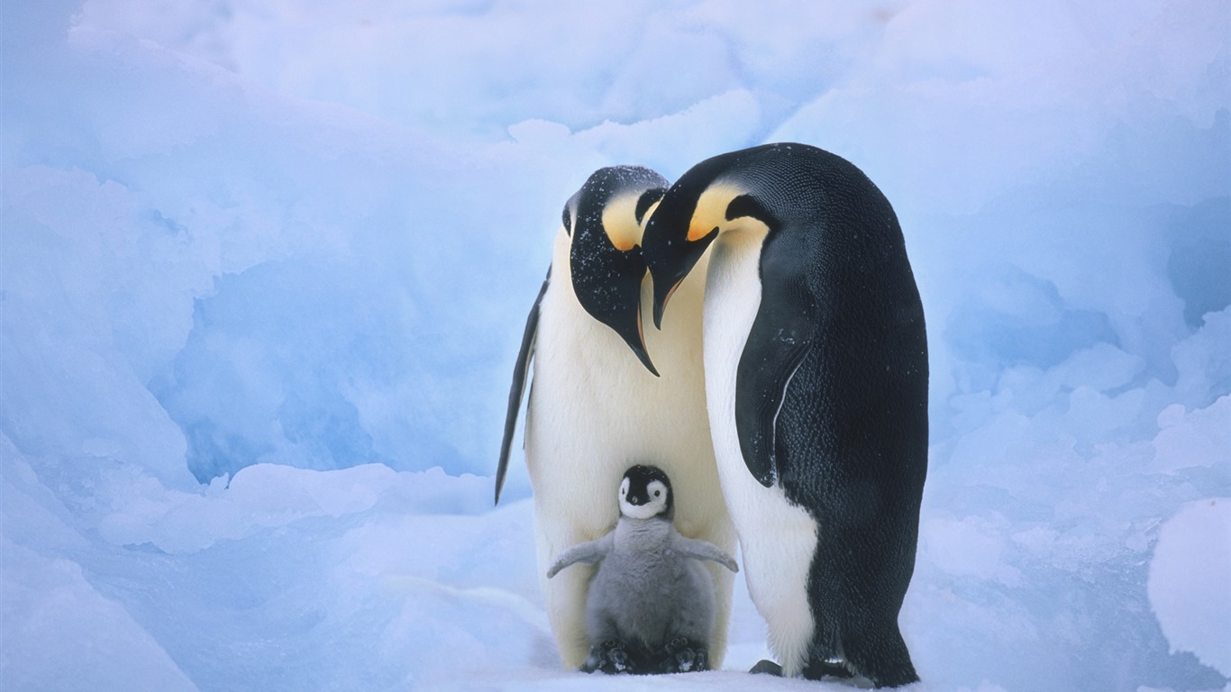 Of Furry Animals Penguins HD Wallpaper