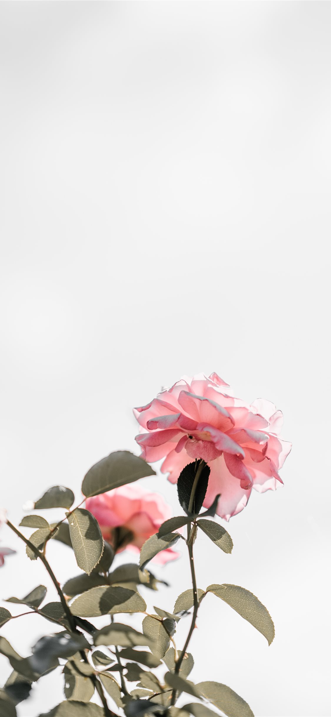 Pink Roses With Blank Space Light iPhone X Wallpaper