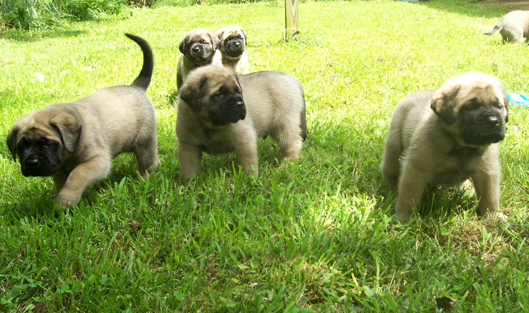 Mastiff Puppies For A Walk Photo HD Wallpaper