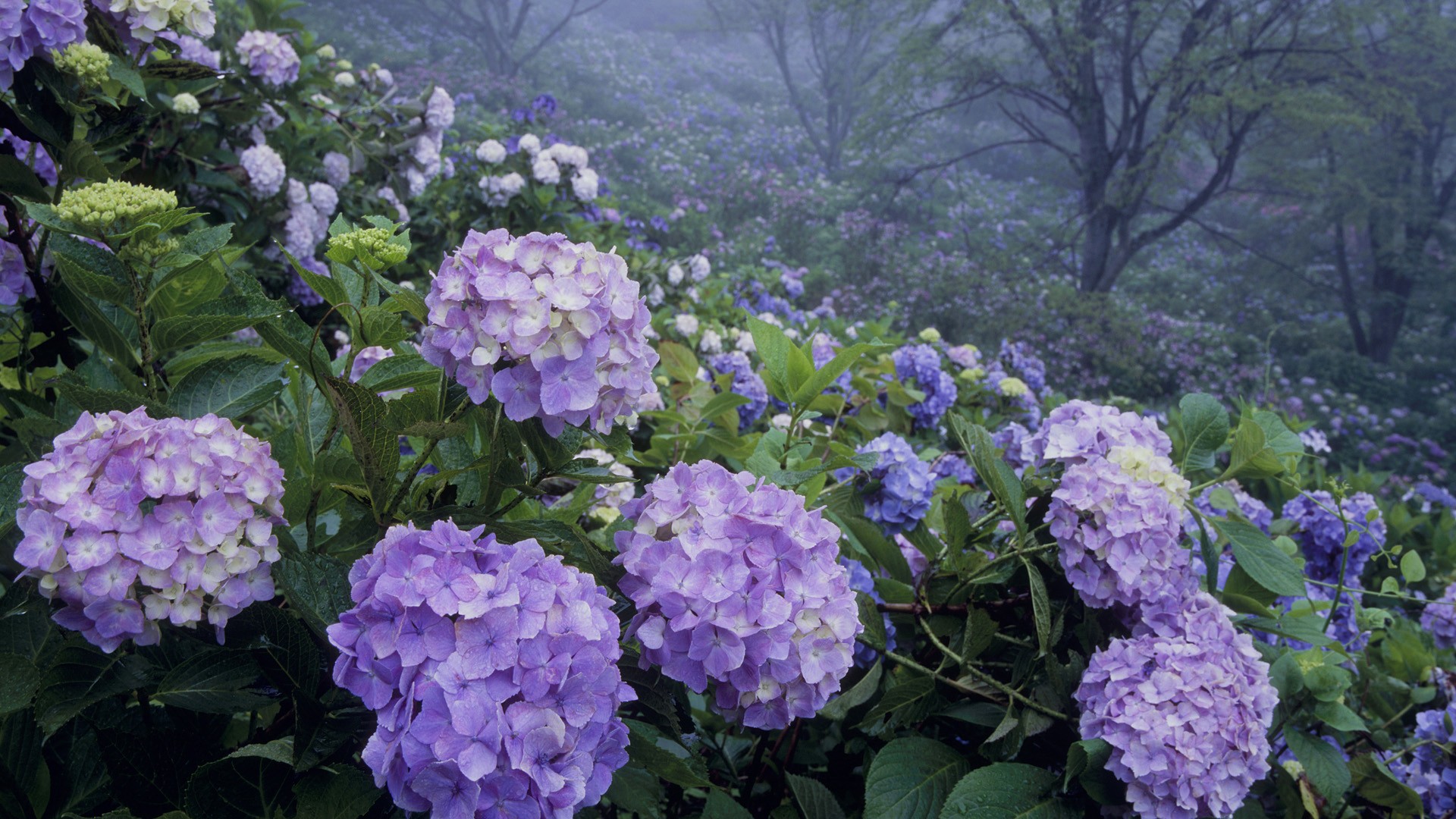 Hydrangea Flower Park Japan Wallpaper