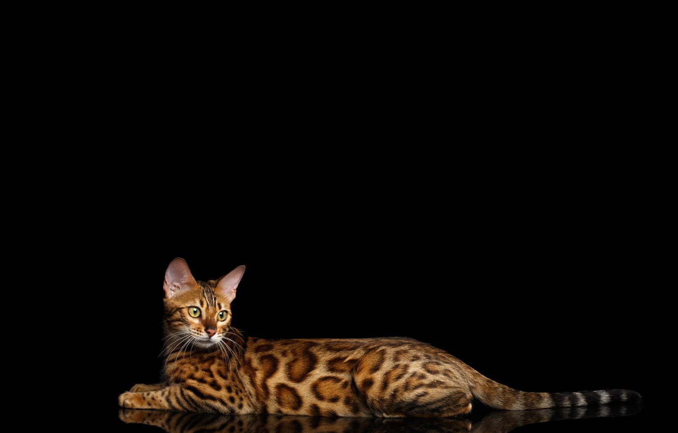 Wallpaper Cat Lies Black Background Spotted Bengal