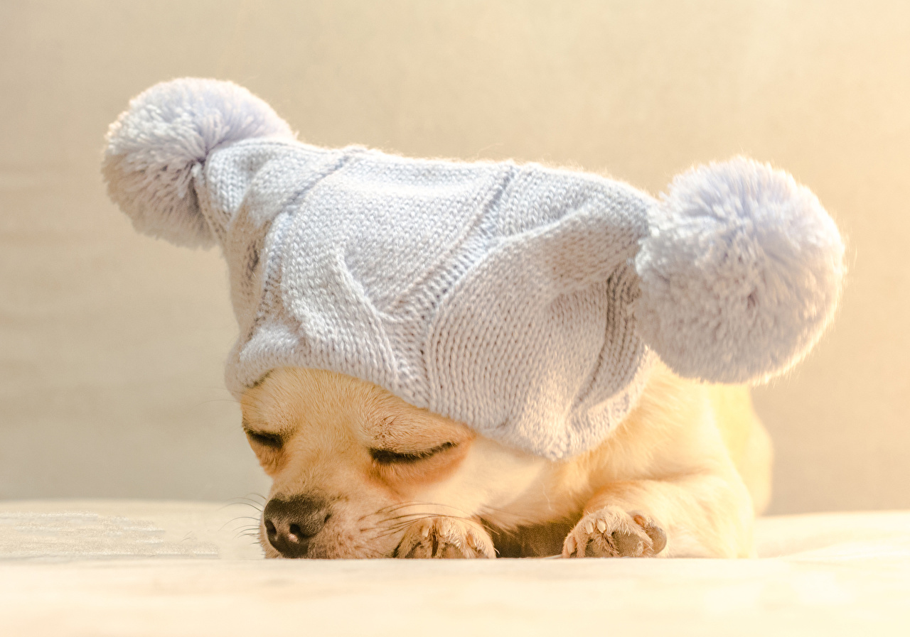 Wallpaper Puppies Chihuahua Dogs Sleeping Winter Hat