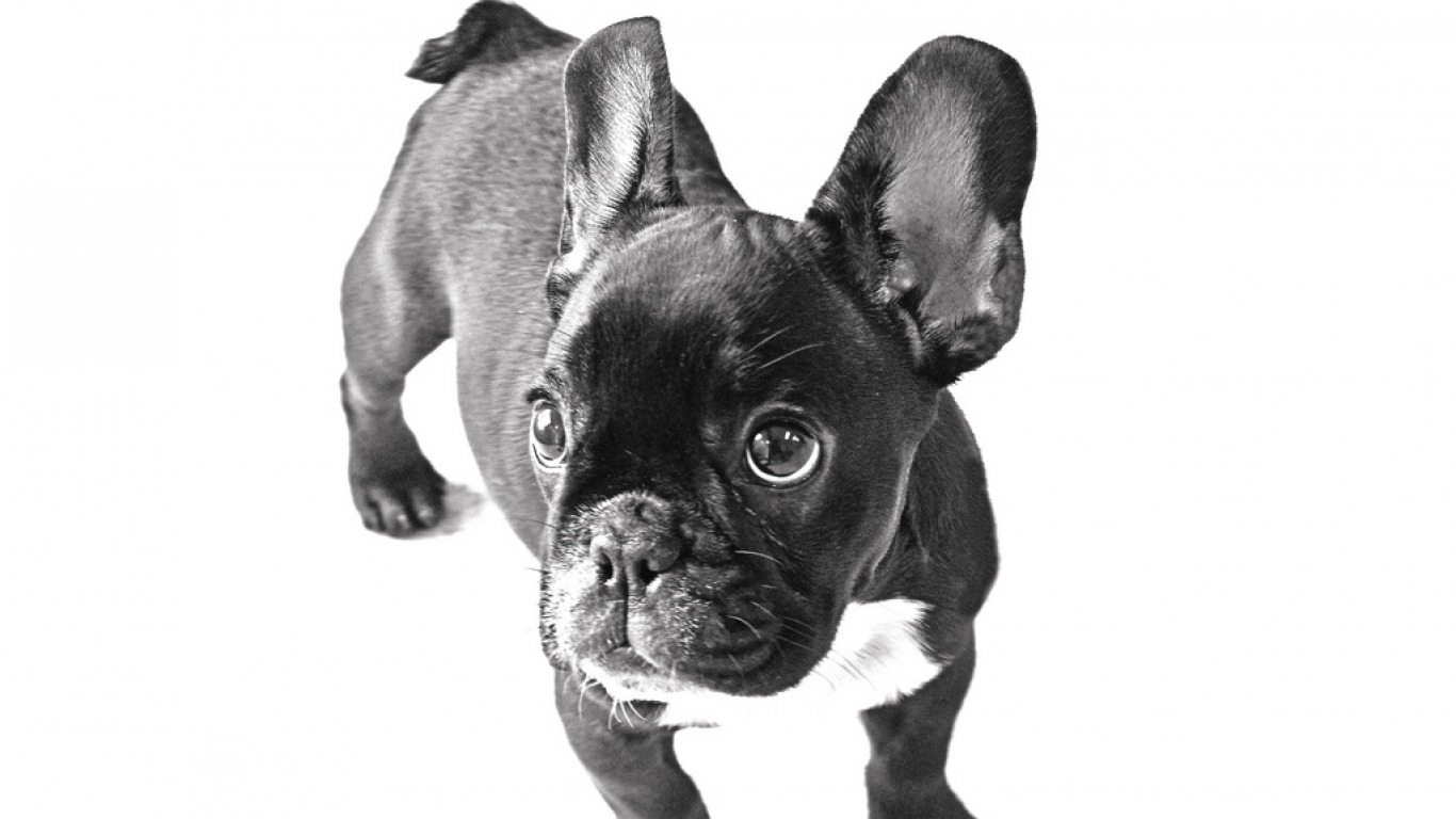Cute French Bulldog Puppies Wallpaper