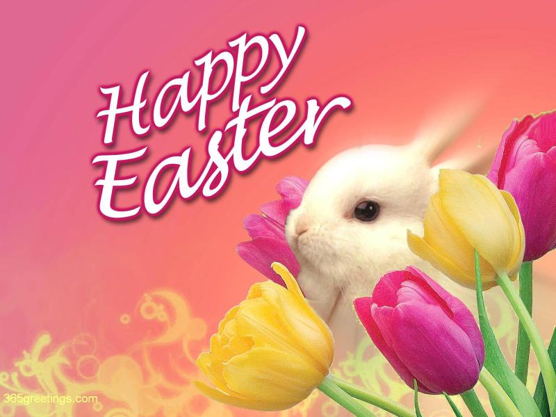 Easter Bunny Background Jpg
