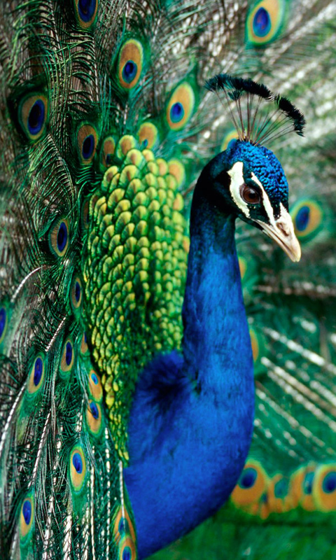 Peacock HD Live Wallpaper For Android