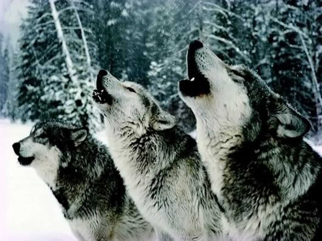Wolf Pack Wallpaper Top Background