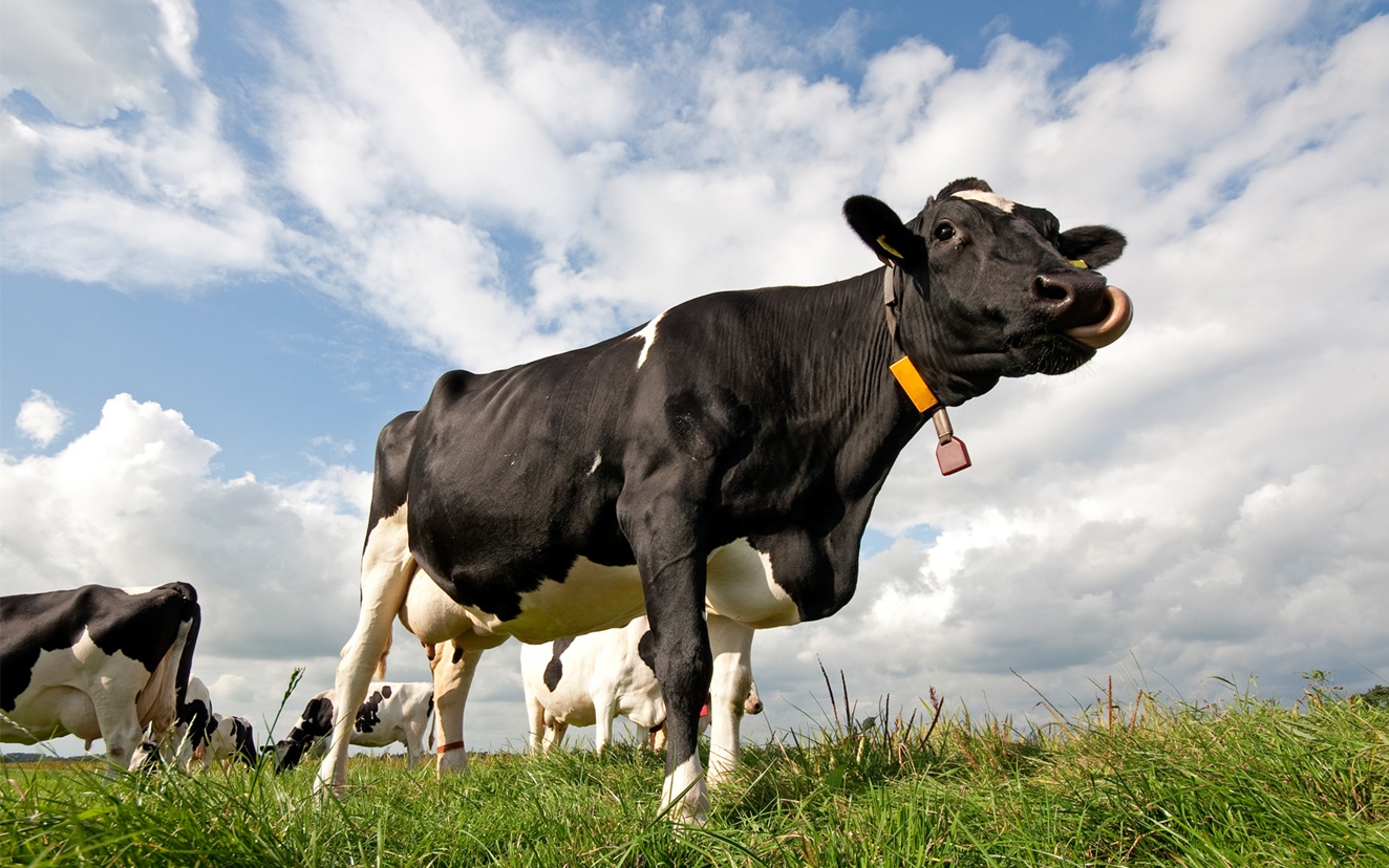 Download cow print wallpaper Free for Android  cow print wallpaper APK  Download  STEPrimocom