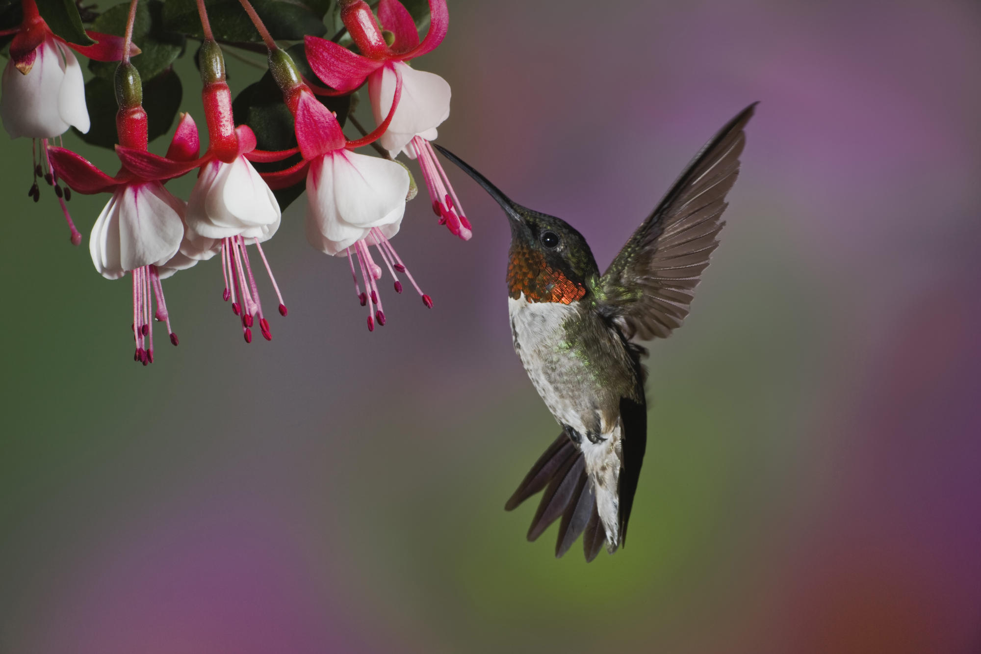 Download Hummingbird Wallpaper Free Wallpapers