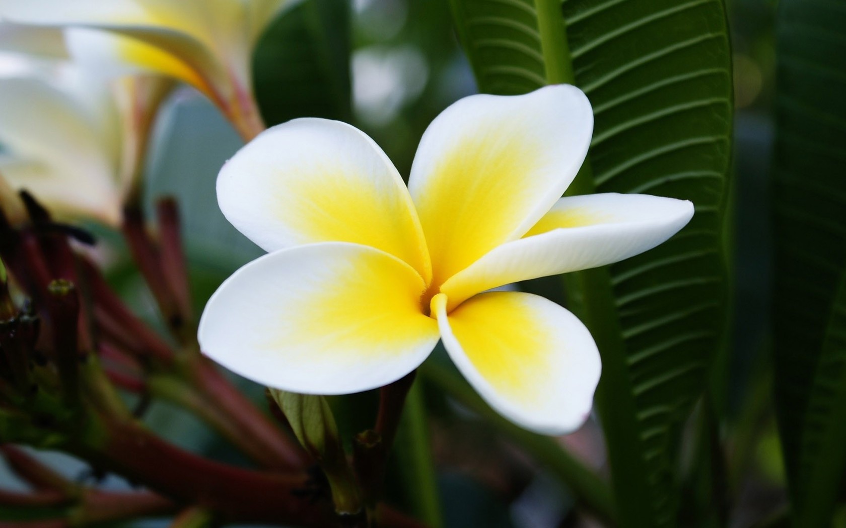Plumeria Wallpaper