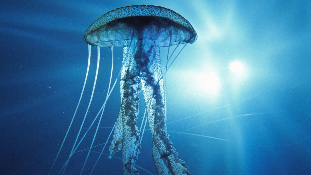 Jellyfish Desktop HD