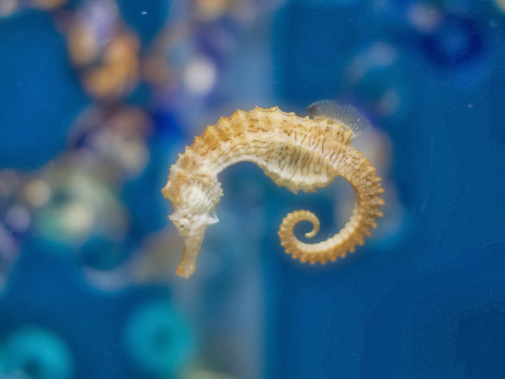 Seahorse Wallpaper The Best