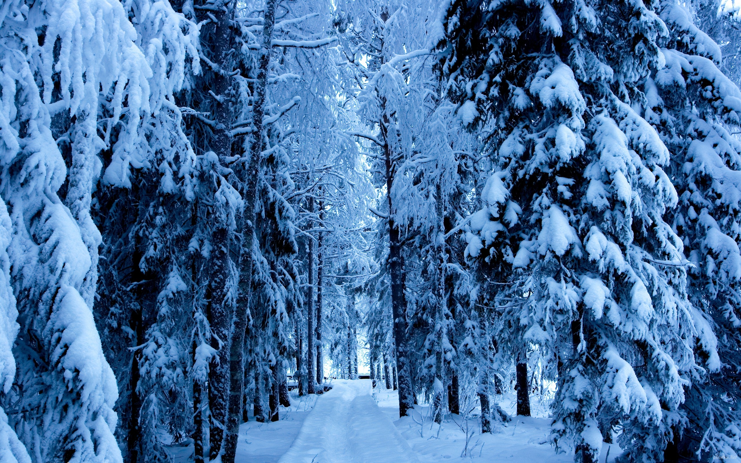  download Winter snowy forest wallpaper HD Desktop Wallpaper 2560x1600