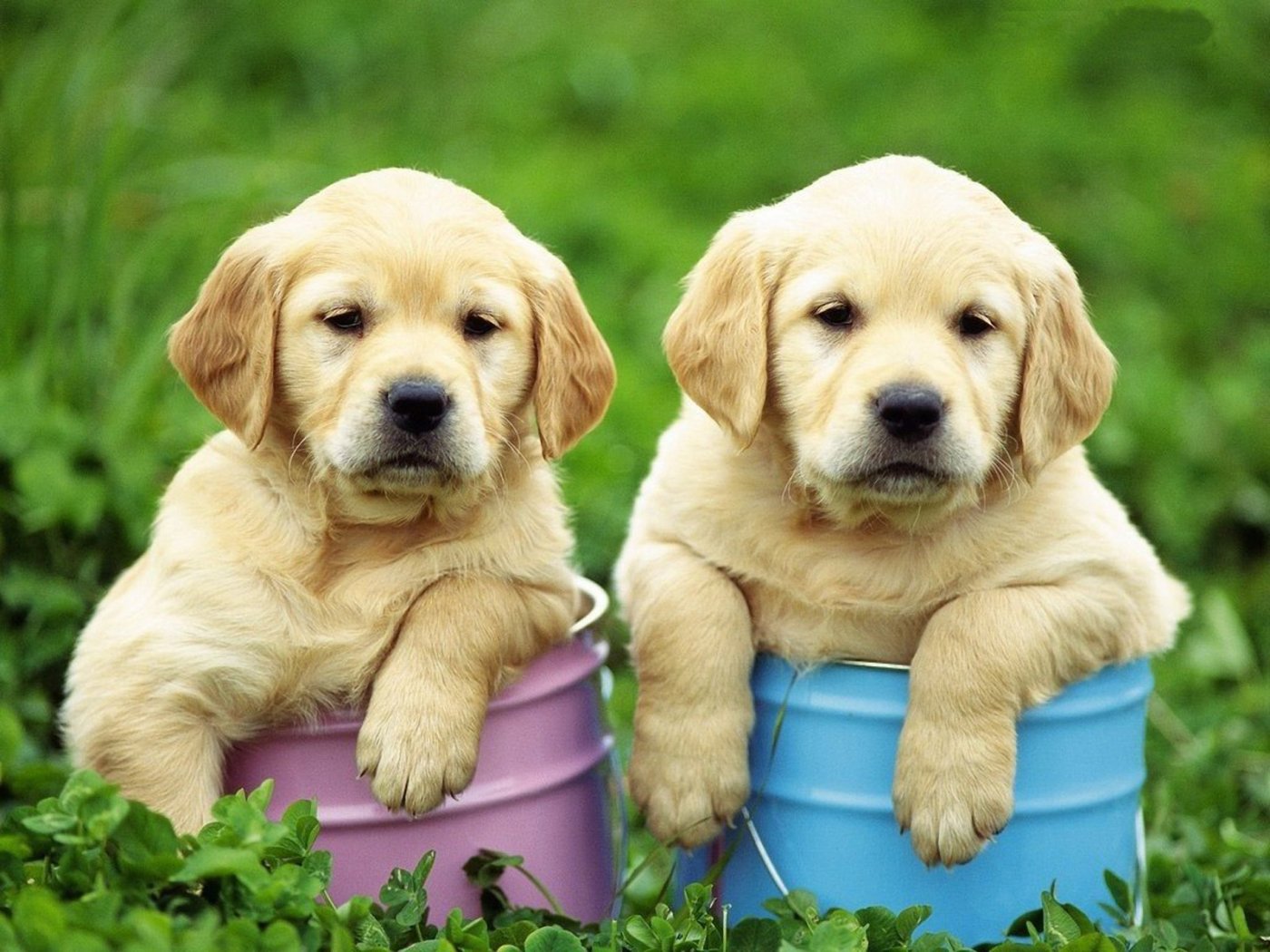 Two Cute Golden Retriever Puppies Wallpaper
