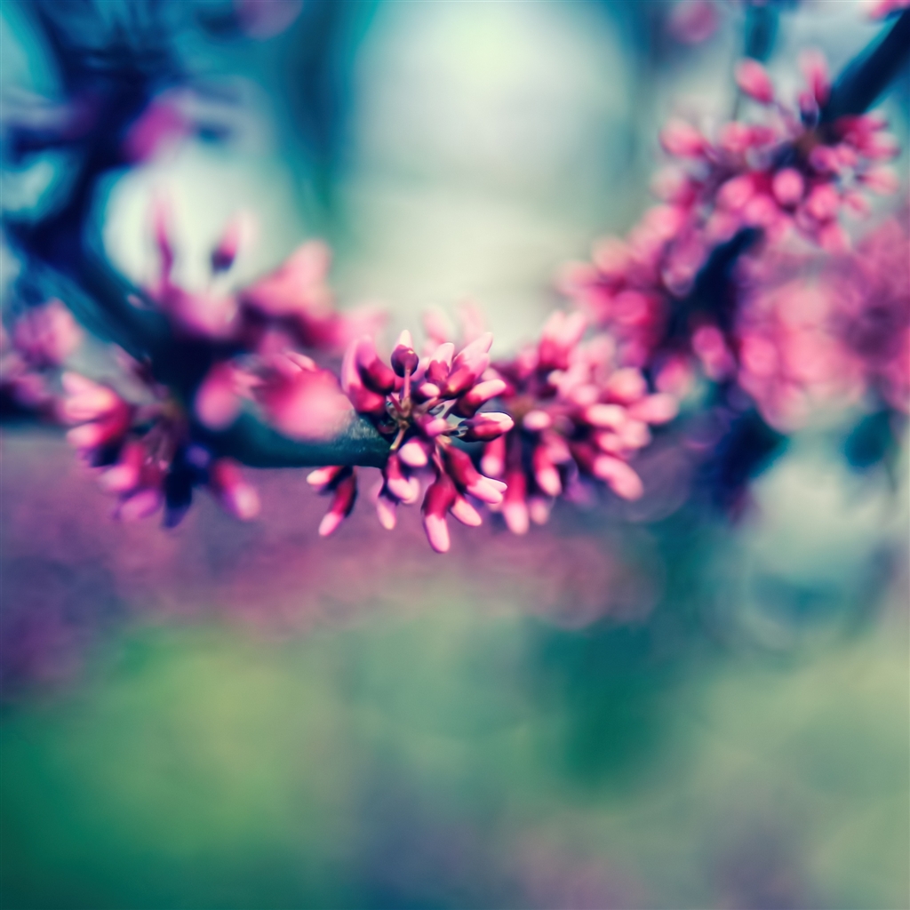 Beautiful Spring Colours iPad Air Wallpaper iPhone